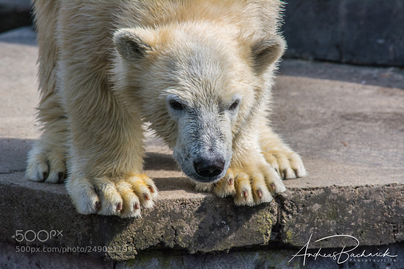Nikon D5200 sample photo. Polar bear looking down photography