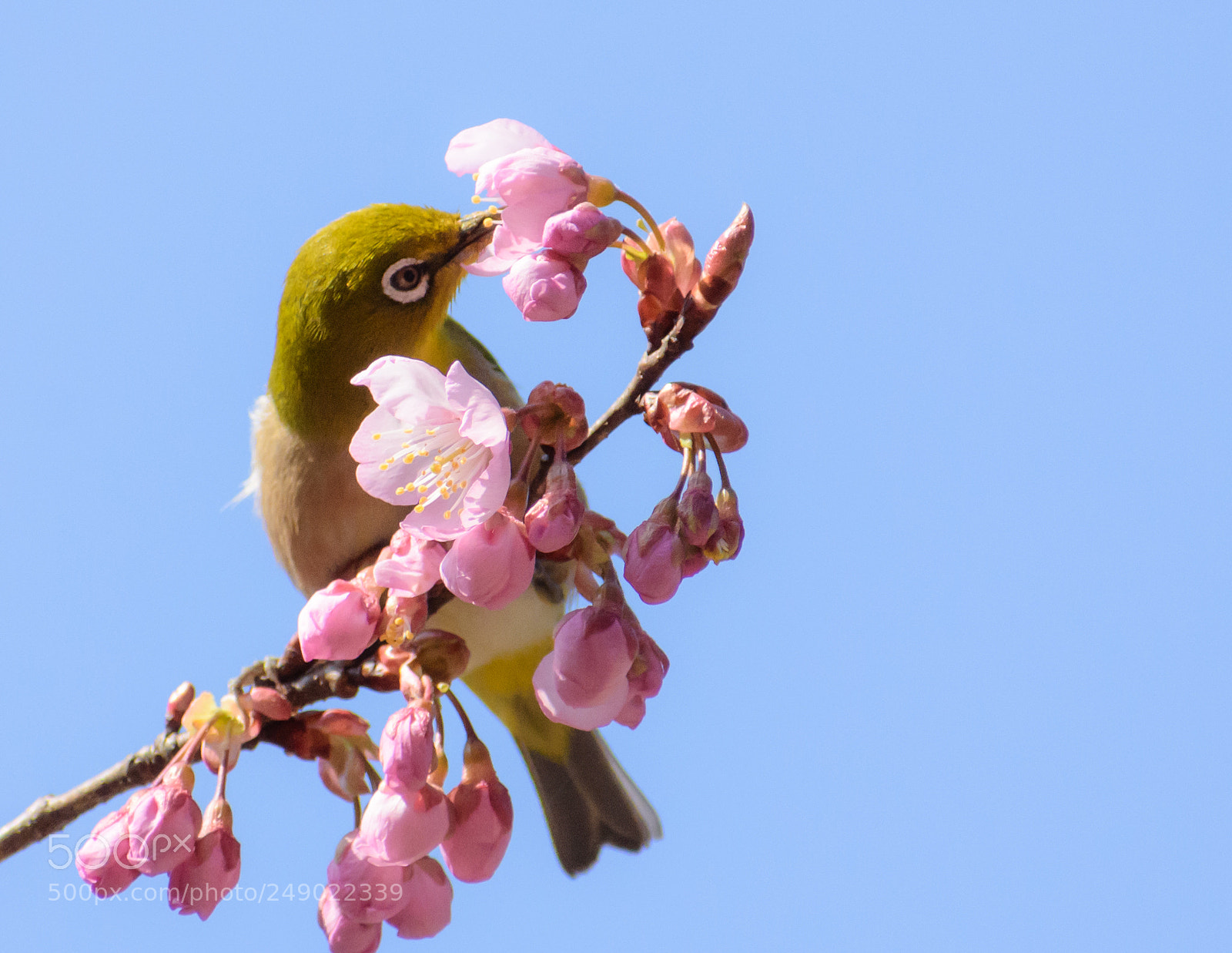 Nikon D7200 sample photo. Spring has come photography