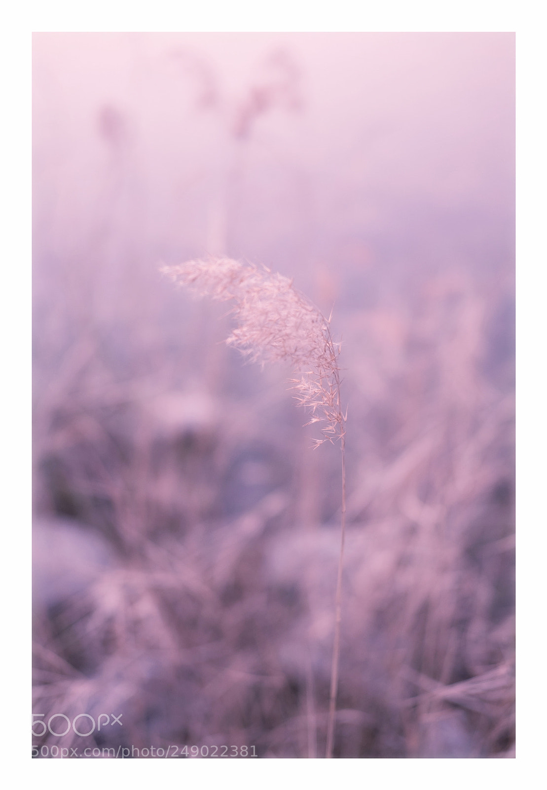 Fujifilm X-T10 sample photo. Weeds photography