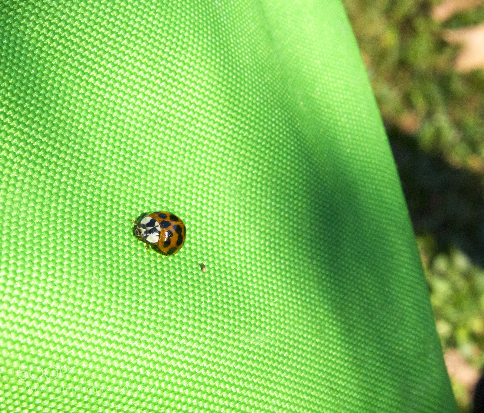 Canon EOS 550D (EOS Rebel T2i / EOS Kiss X4) sample photo. Lady bug photography