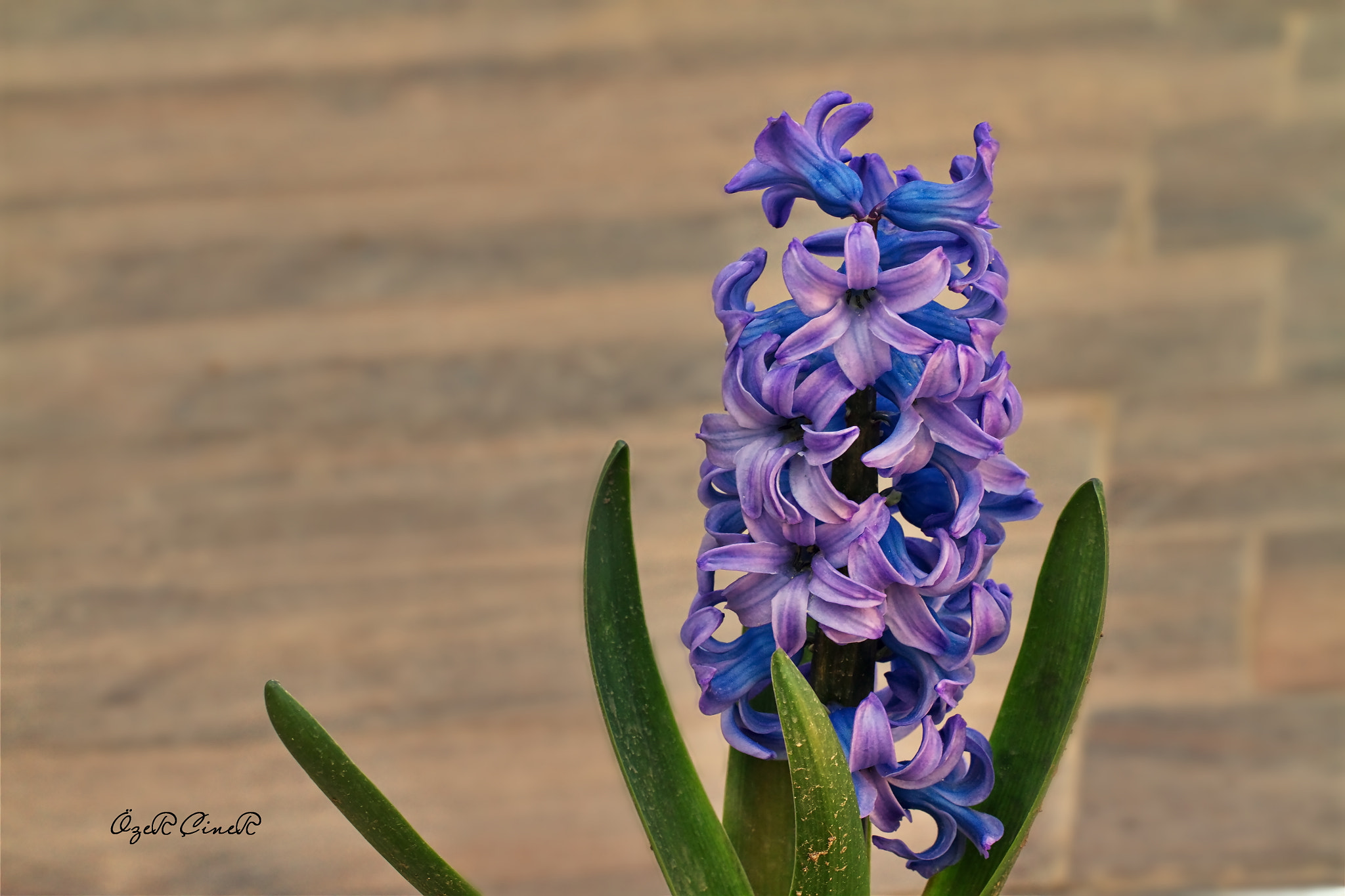 Canon EF 100mm F2.8L Macro IS USM sample photo. Hyacinth photography