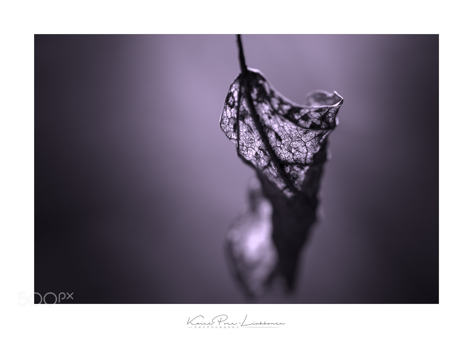 Sony SLT-A77 sample photo. The light photography