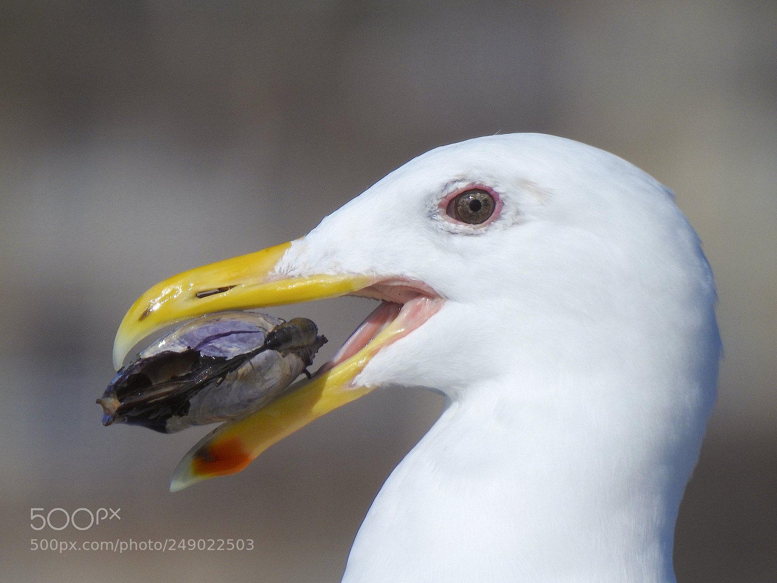 Nikon Coolpix P900 sample photo. Gull photography