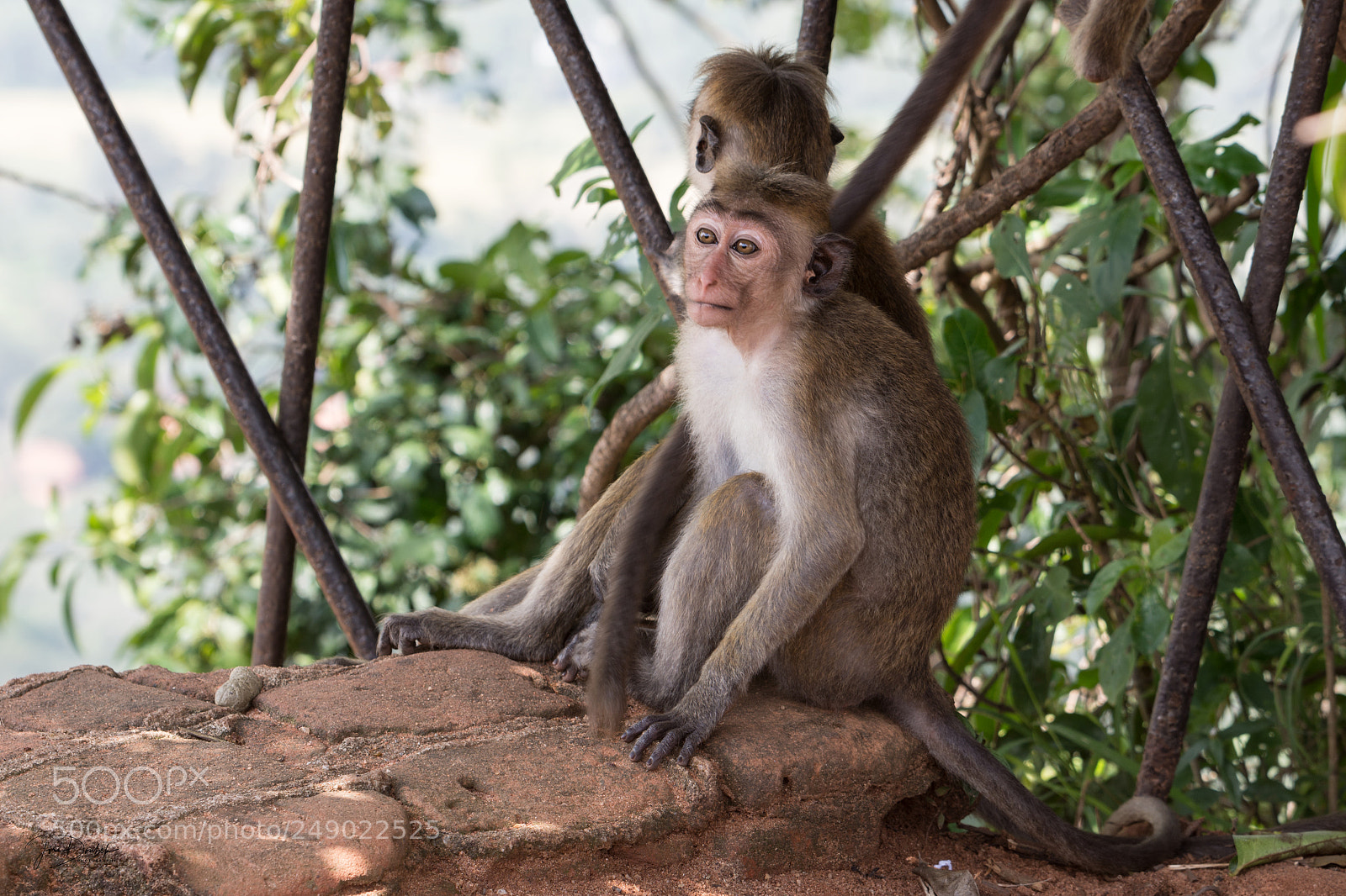 Nikon D7200 sample photo. Inhabitants of sigiriya photography