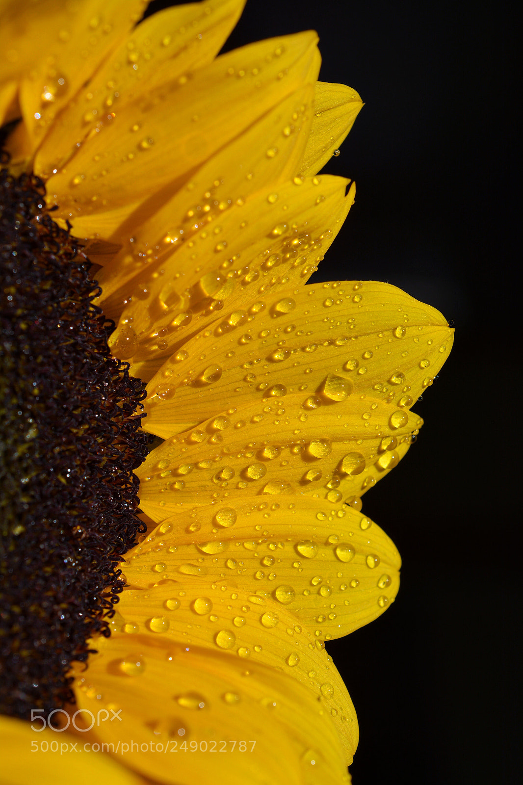 Nikon D7100 sample photo. Eecba edeecaad photography