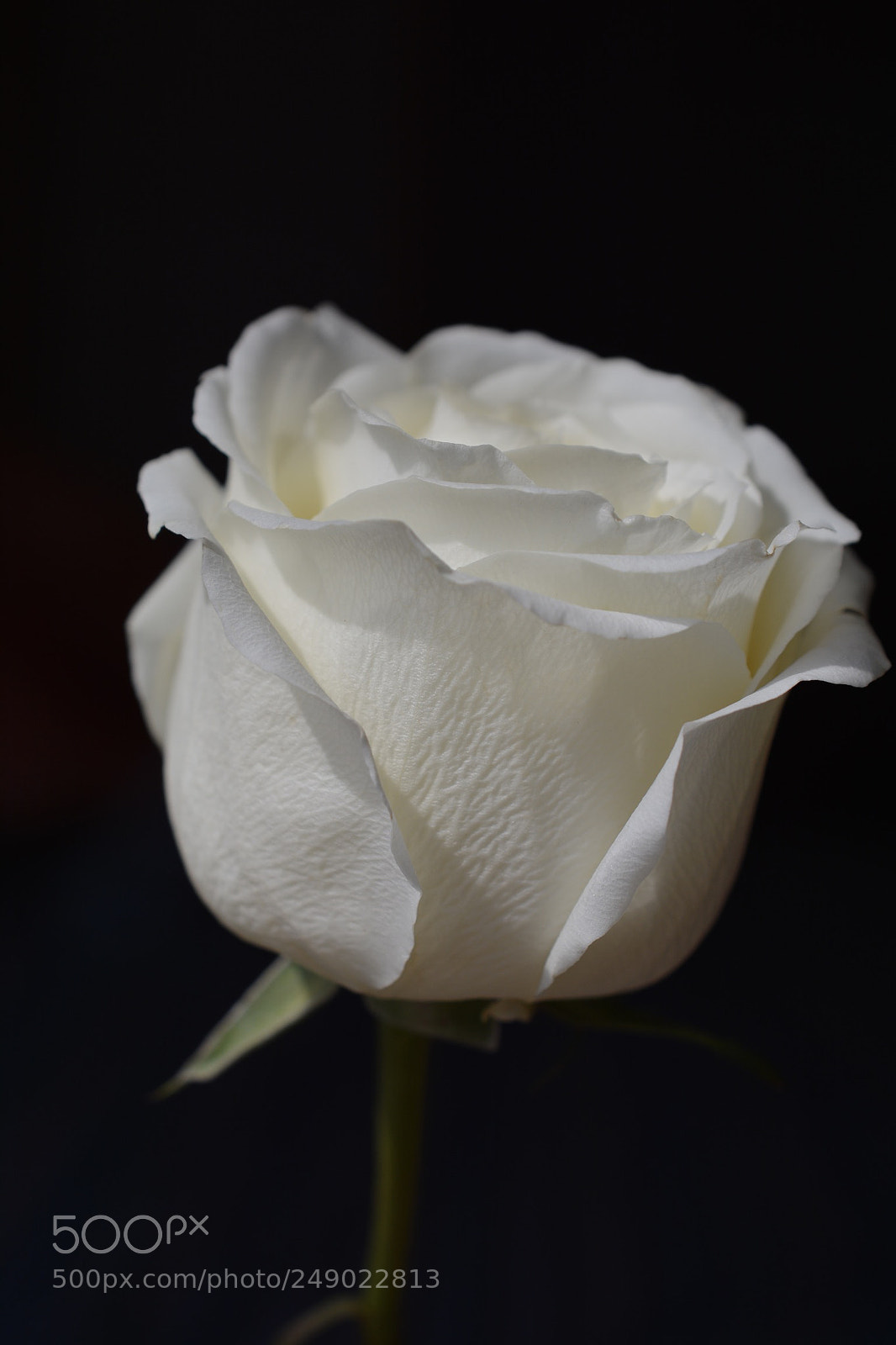 Nikon D7100 sample photo. Ece cdbc dcea photography