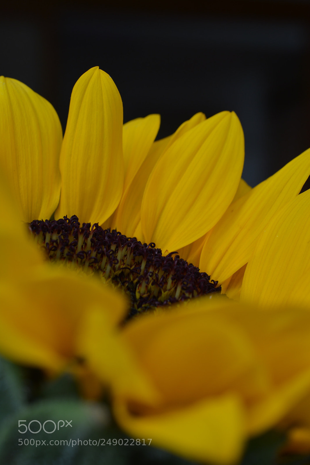 Nikon D7100 sample photo. Df baeb ffc photography