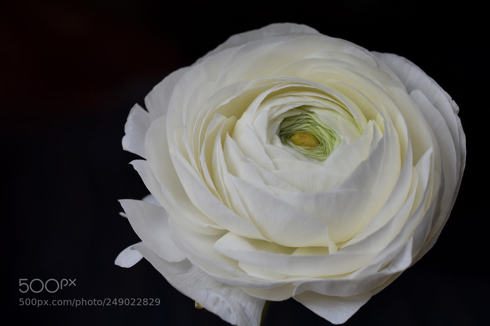 Nikon D7100 sample photo. Ceabf bbcbbd photography
