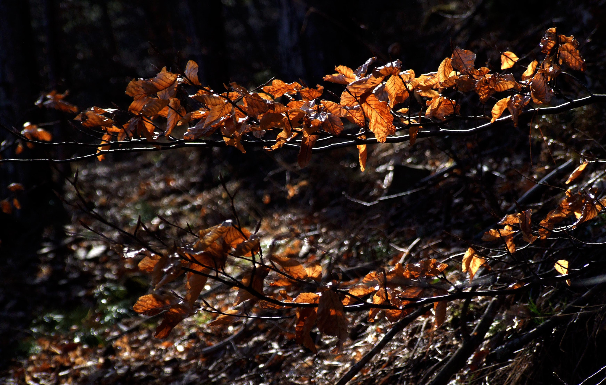 Fujifilm FinePix S9600 sample photo. Spring is near photography