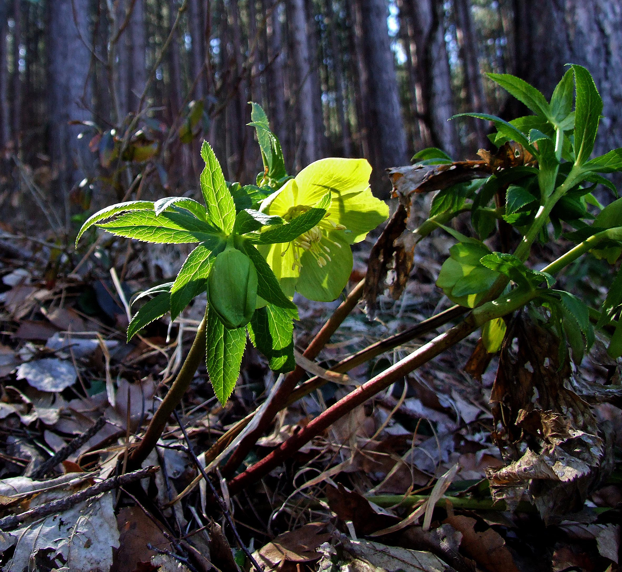 Fujifilm FinePix S9600 sample photo. Spring is near photography