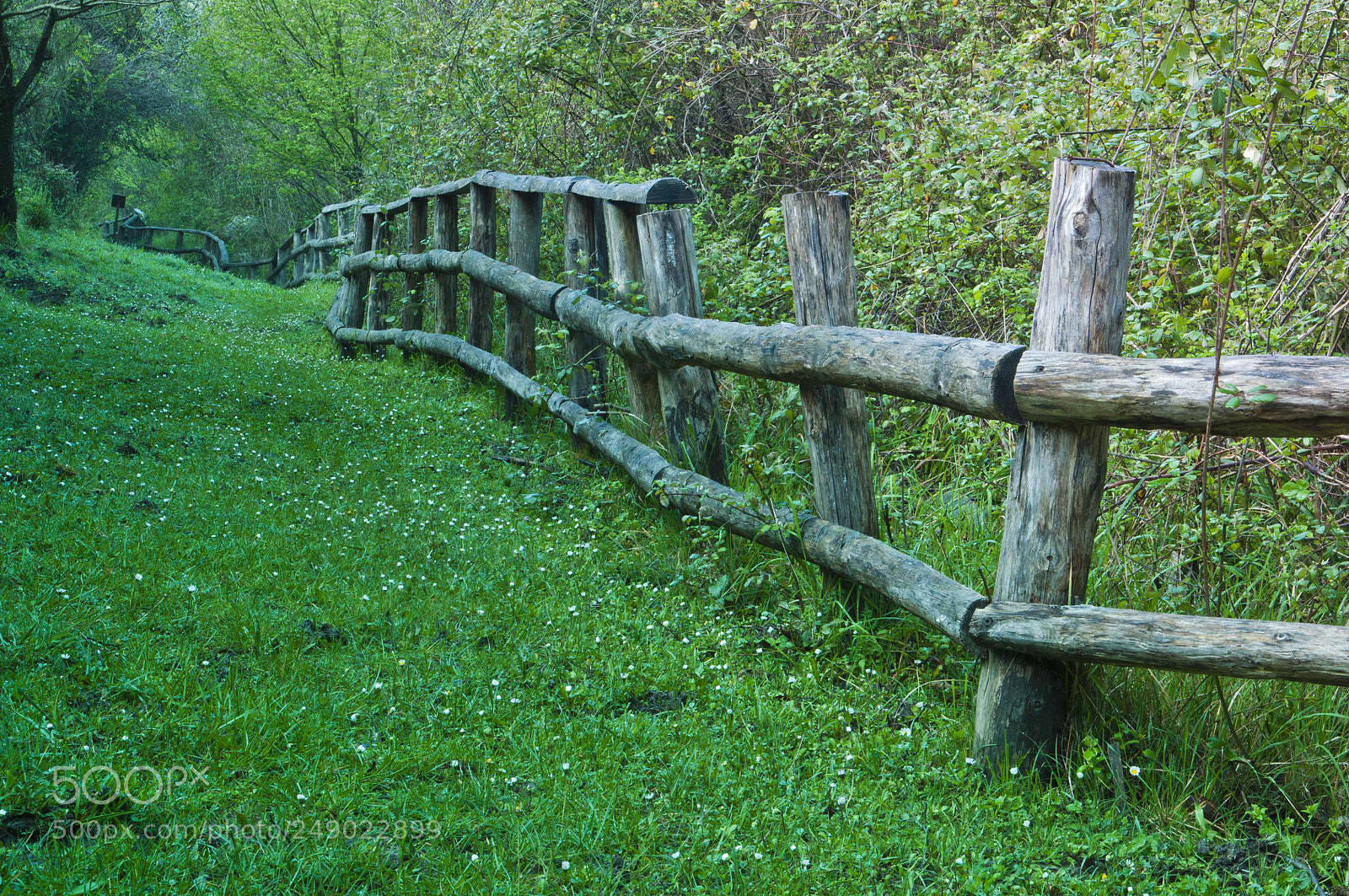 Nikon D300 sample photo. Pathway photography