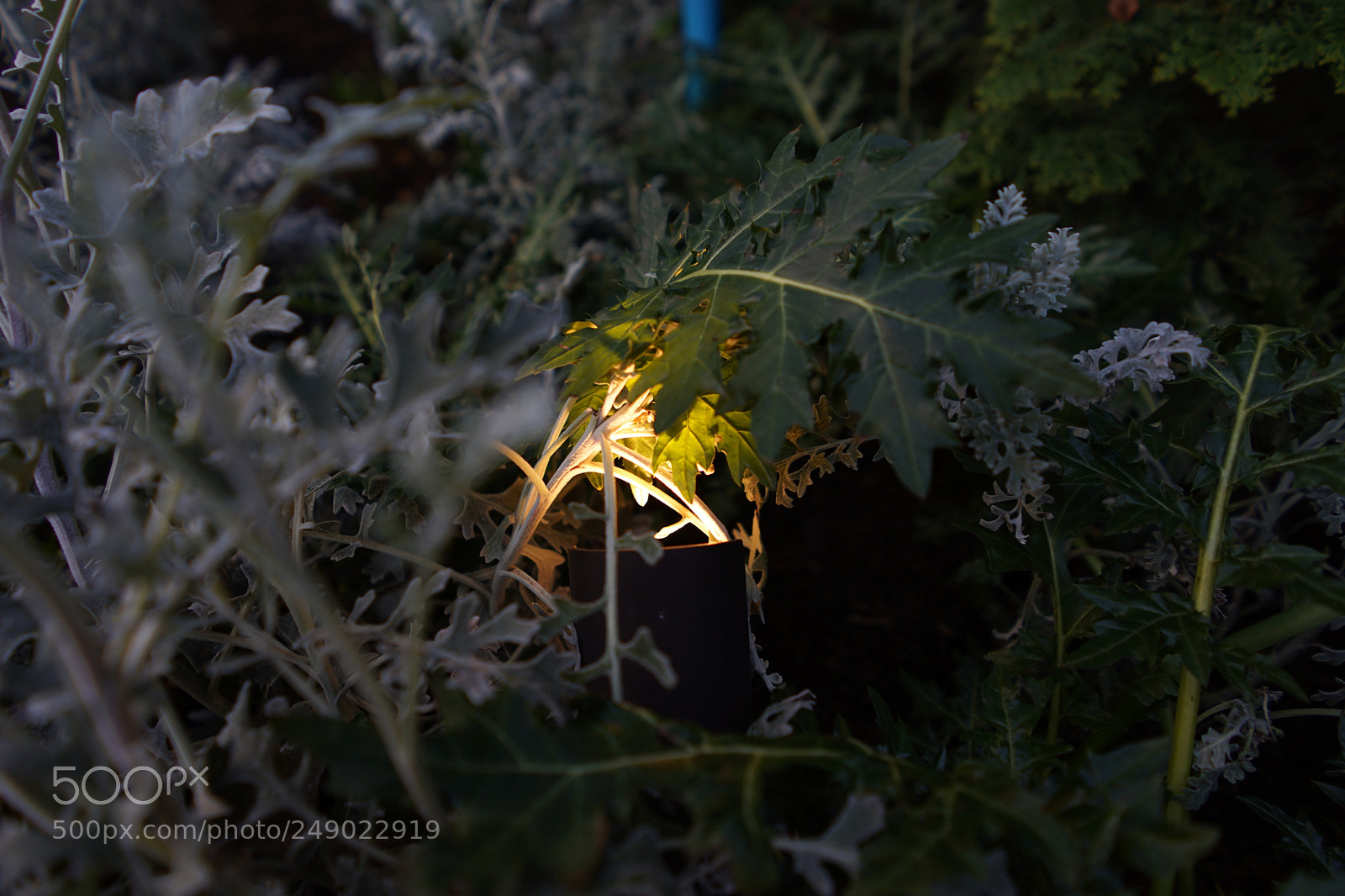 Sony a7 II sample photo. Untitled photography