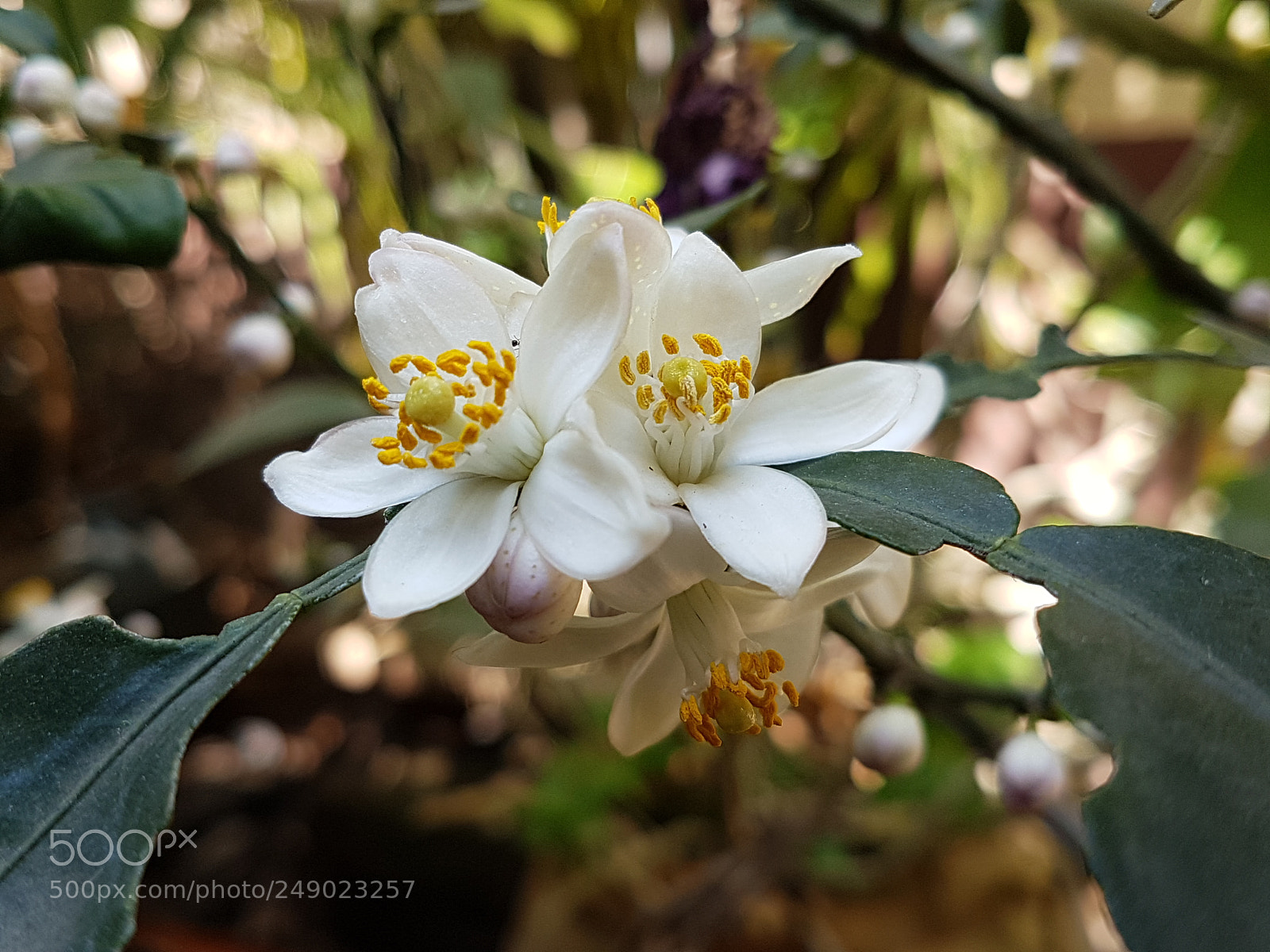 Samsung Galaxy S7 sample photo. Untitled photography