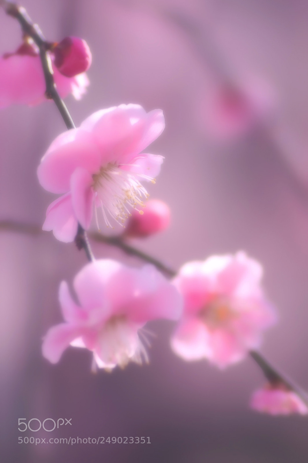 Sony ILCA-77M2 sample photo. Spring has come photography