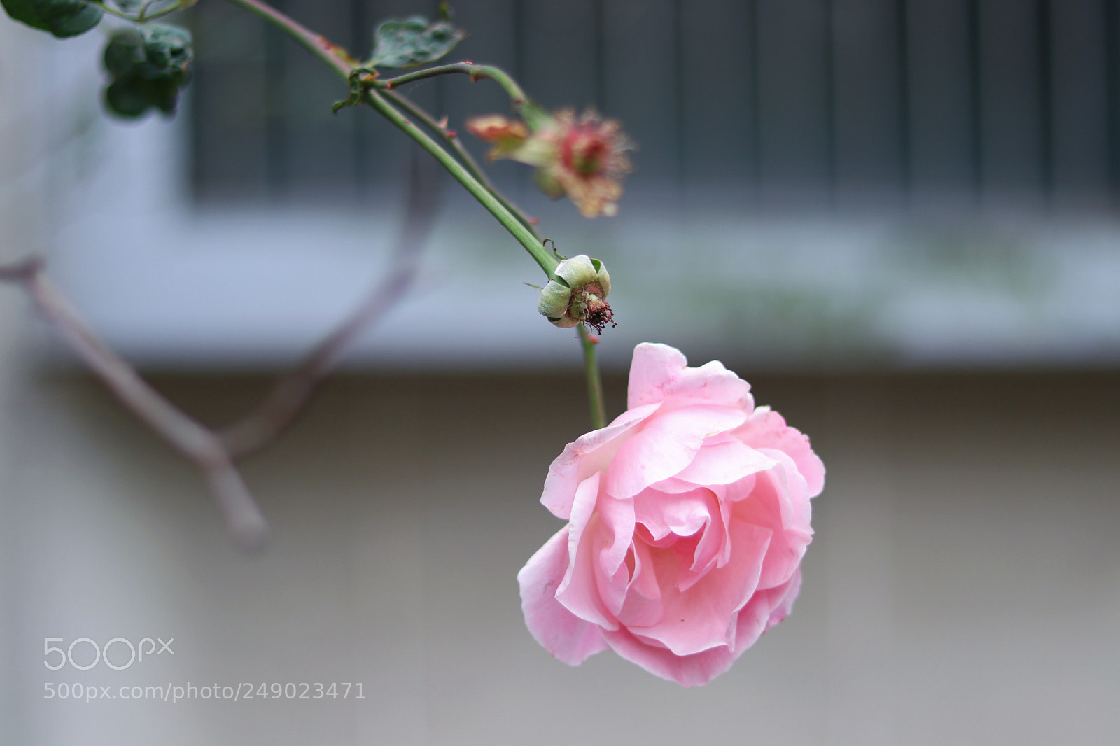 Canon EOS 80D sample photo. Untitled photography