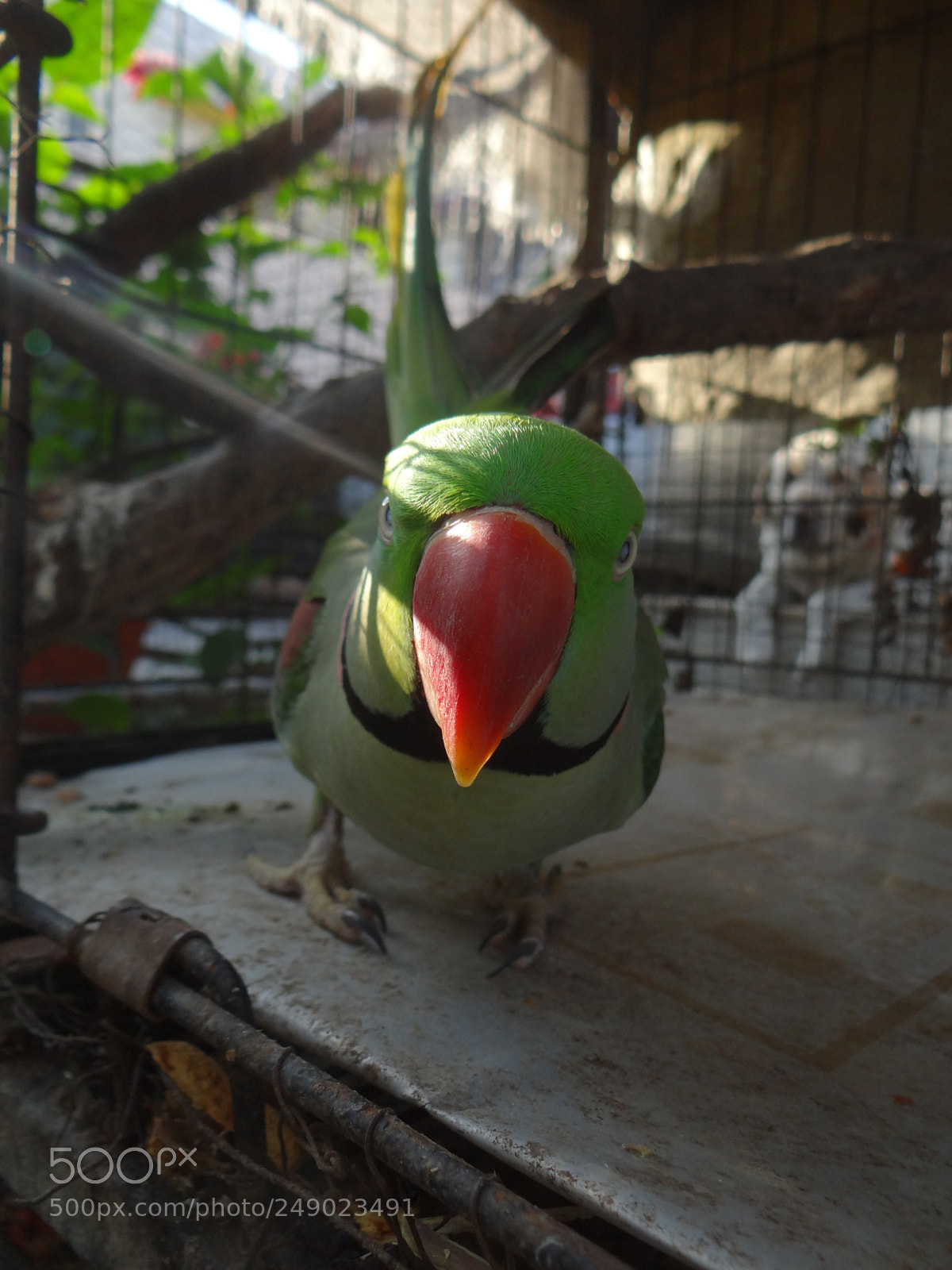 Sony DSC-HX200V sample photo. Parakeet bird photography