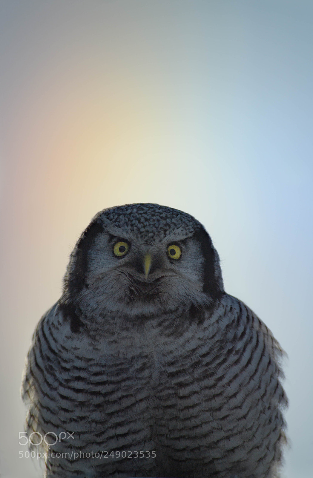 Nikon D5 sample photo. Bird with rainbow photography