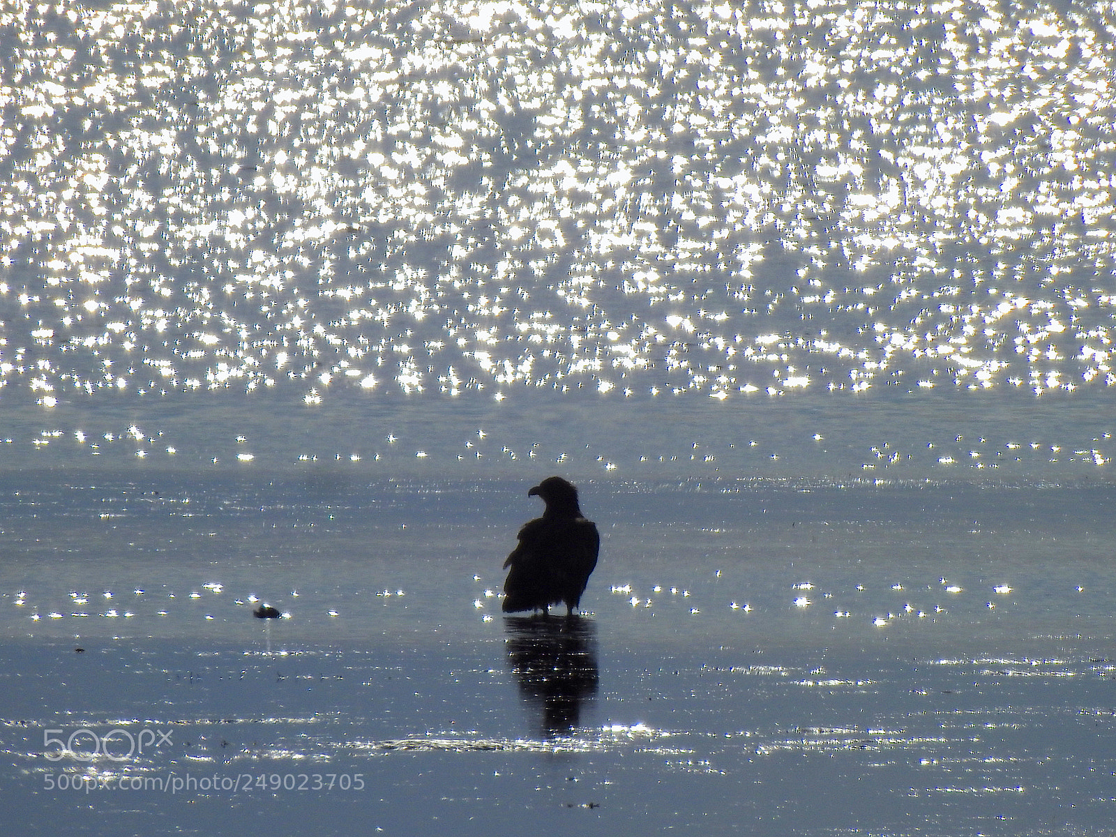 Nikon Coolpix P900 sample photo. Sunset eagle photography