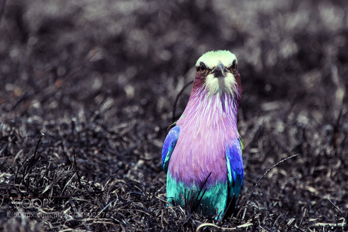 Canon EOS 7D sample photo. Lilac breasted roller photography