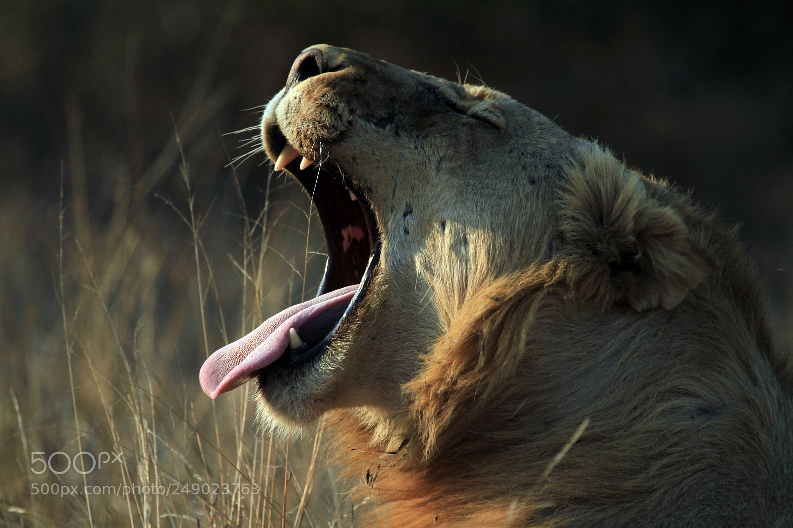Canon EOS 7D sample photo. Lion roaring photography
