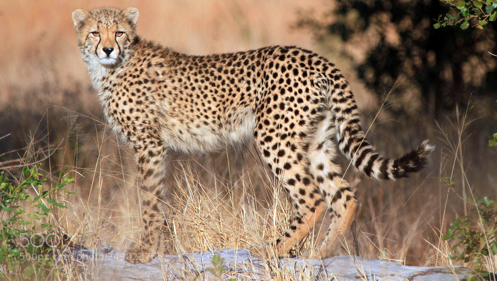 Canon EOS 7D sample photo. Cheetah cub photography