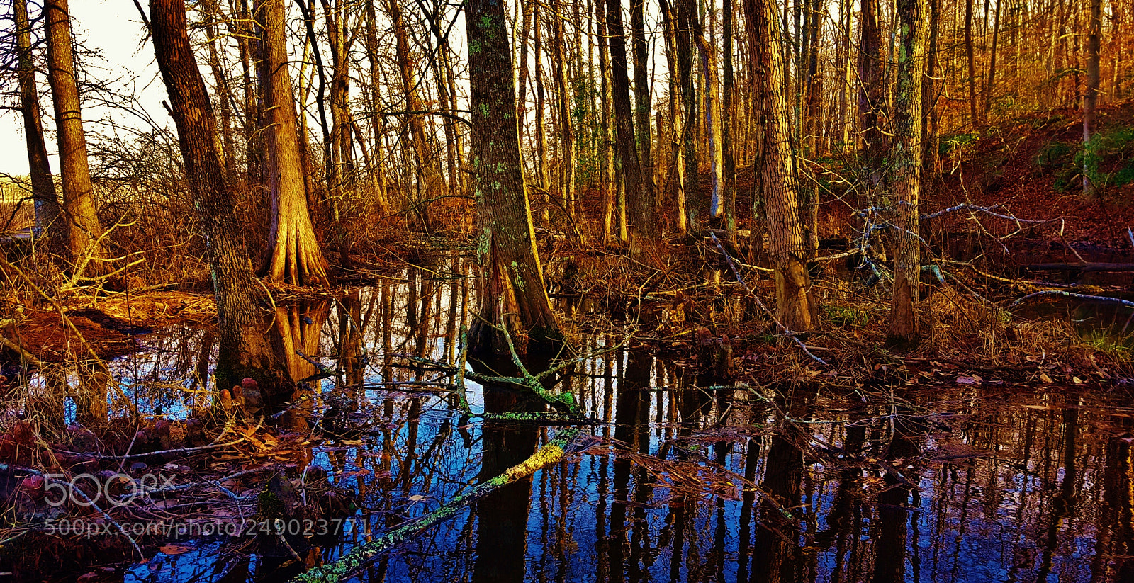 Samsung Galaxy S6 sample photo. Croom cypress swamp sunset 2018 photography