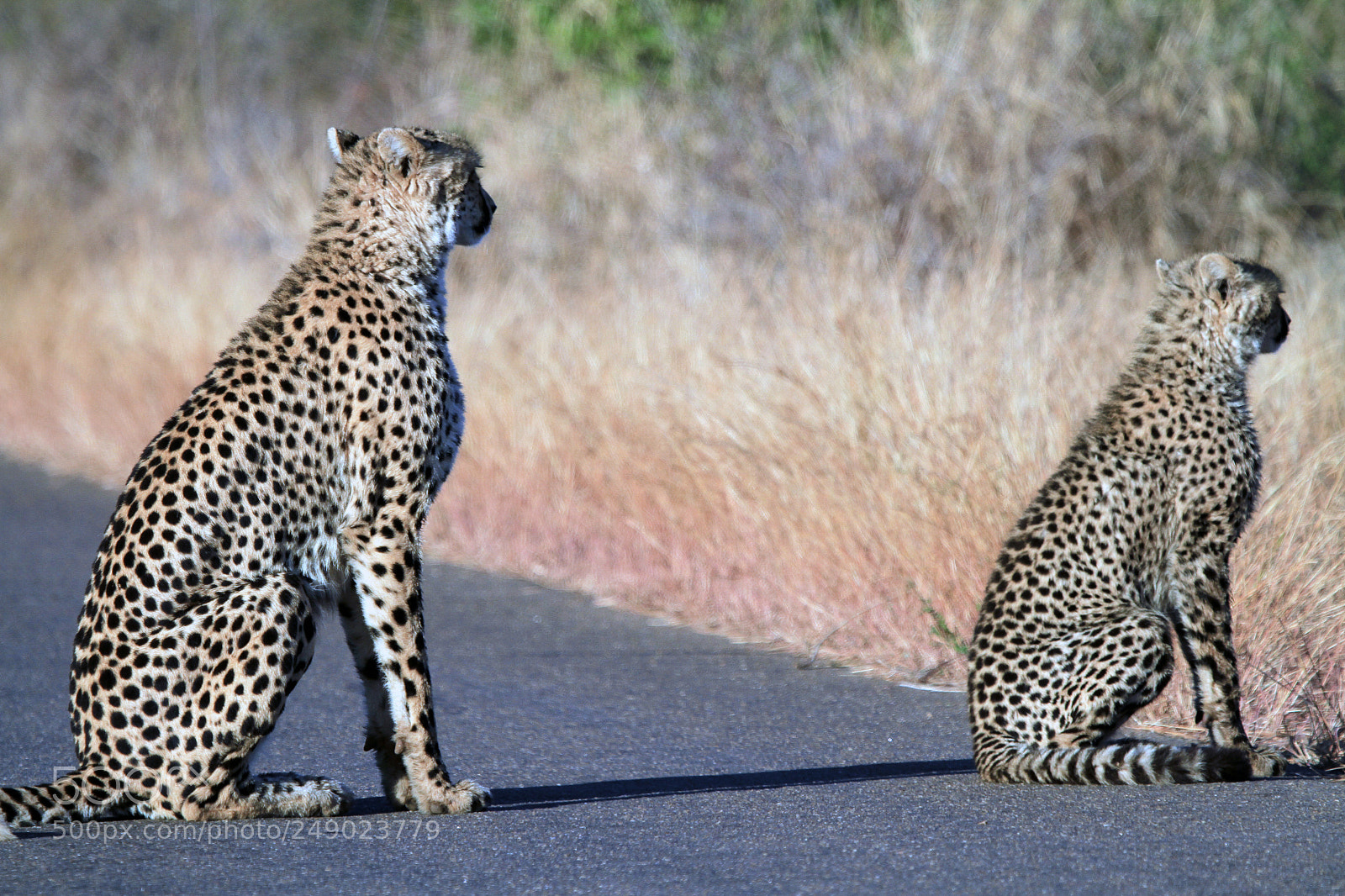 Canon EOS 7D sample photo. Cheetah mum and cub photography