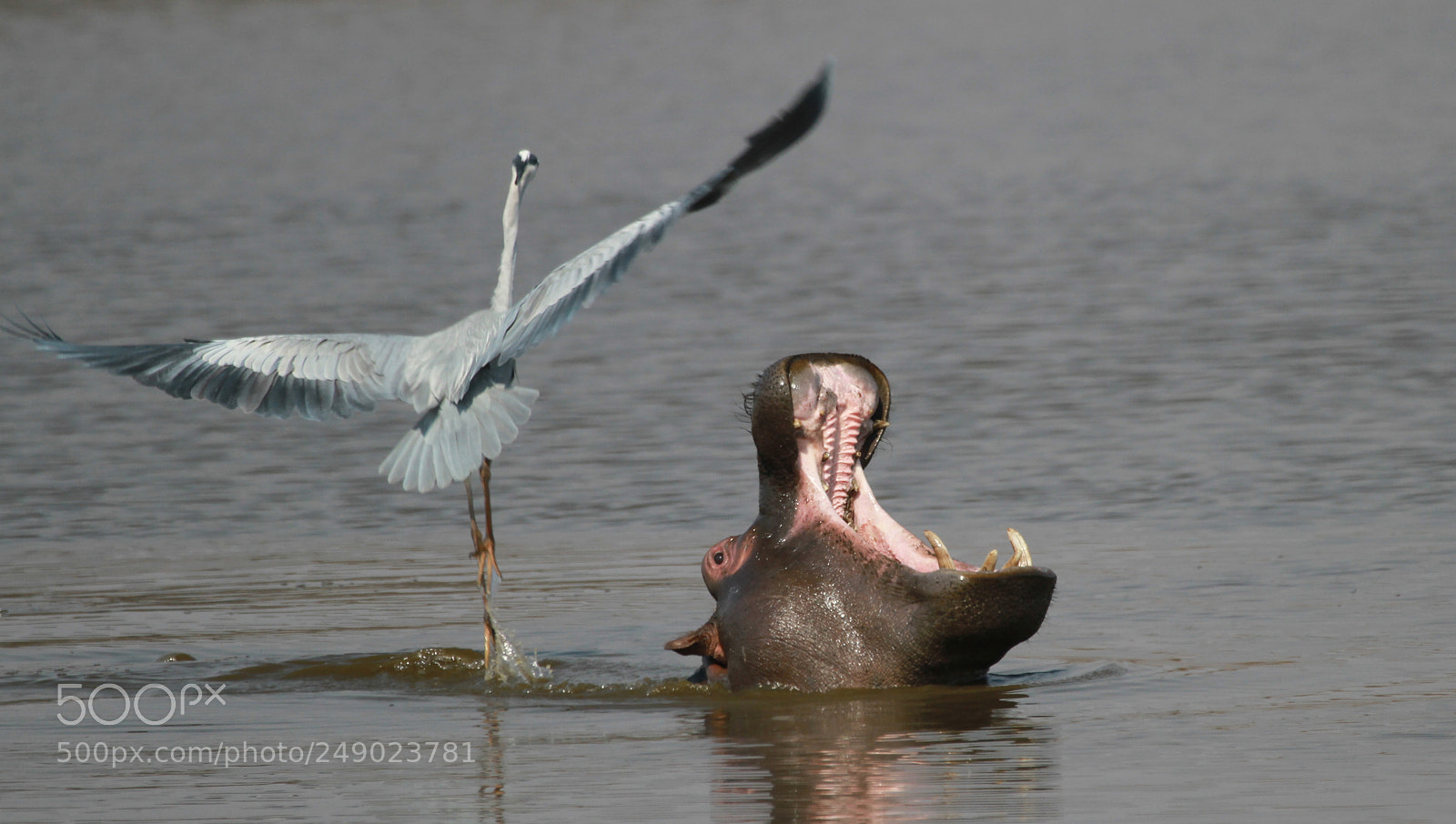 Canon EOS 7D sample photo. Hippo and crane in photography