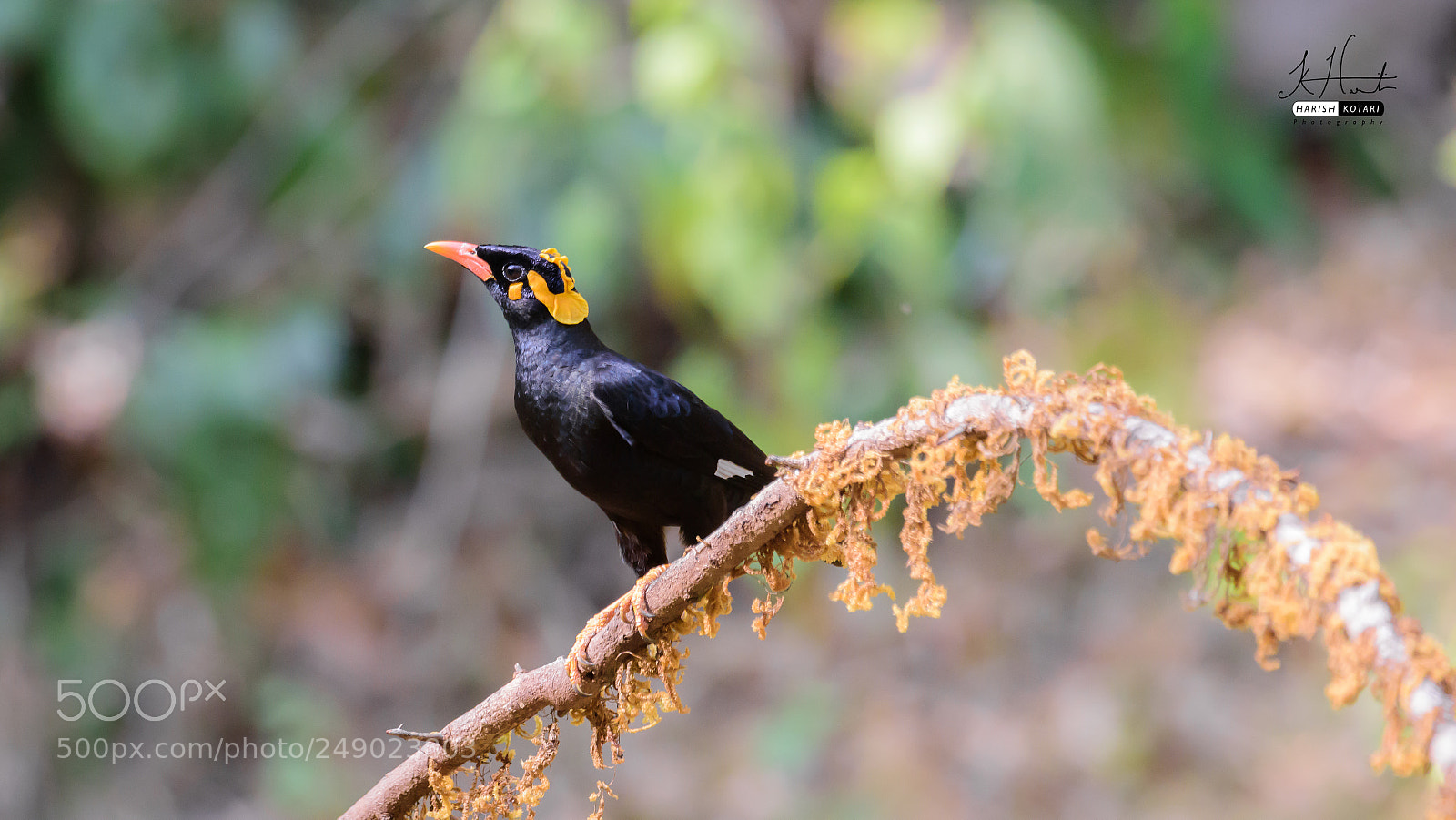 Nikon D810 sample photo. Jungle myna photography