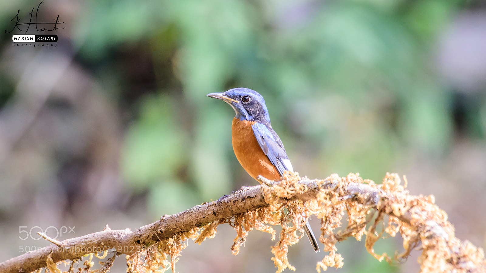 Nikon D810 sample photo. Blue-capped rock-thrush photography