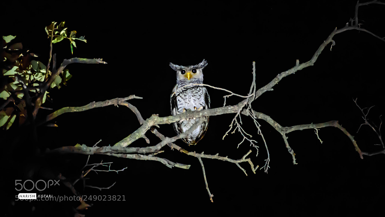 Nikon D810 sample photo. Spot bellied eagle owl photography