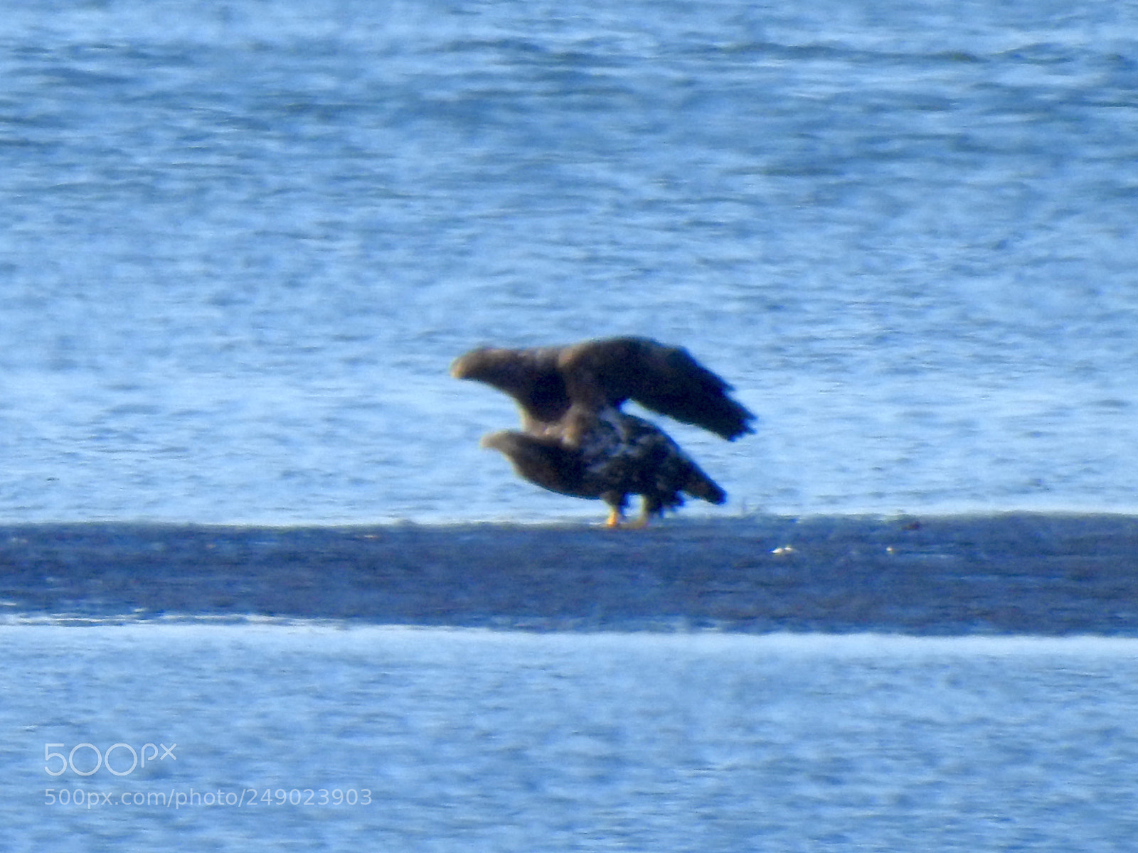 Nikon Coolpix P900 sample photo. Balds eagles photography