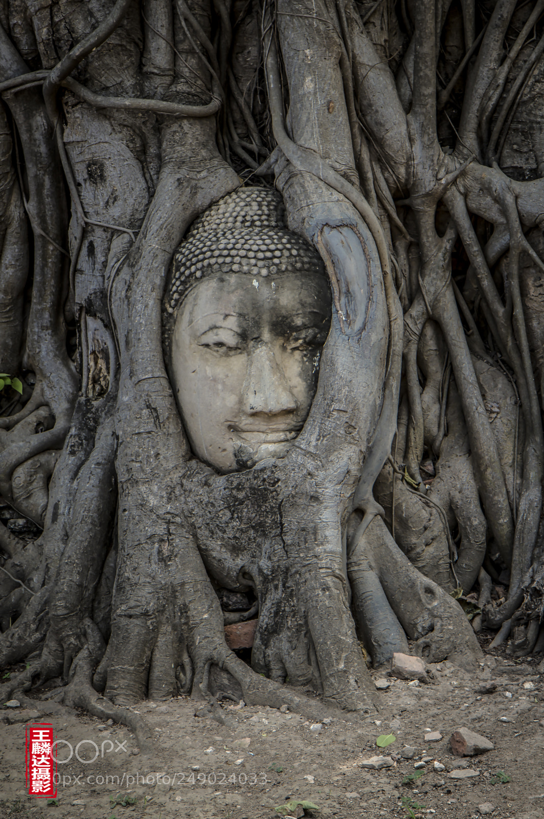 Canon EOS 60D sample photo. Stuck in the tree photography
