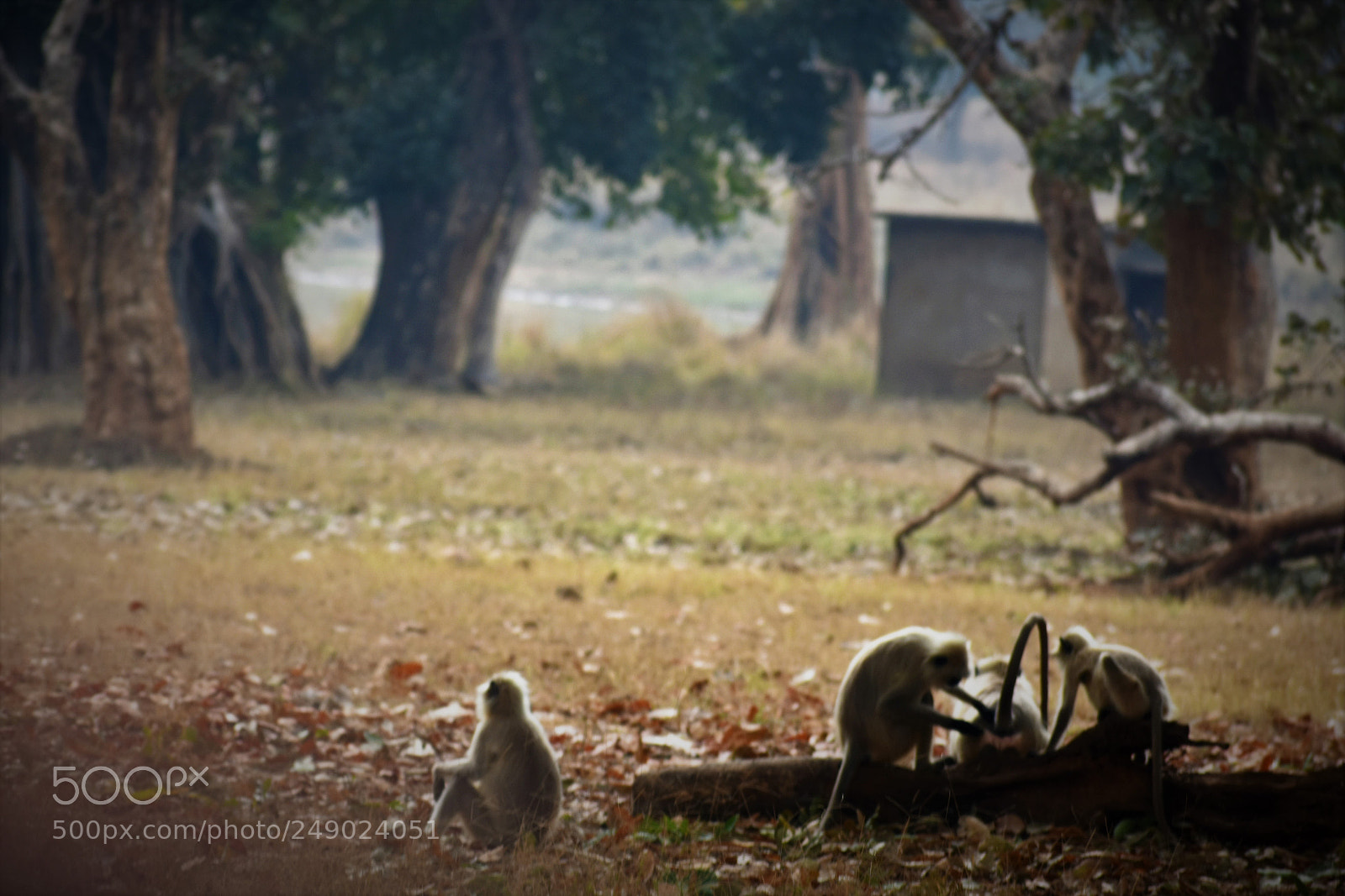Nikon D3400 sample photo. Monkeys play in forest... photography