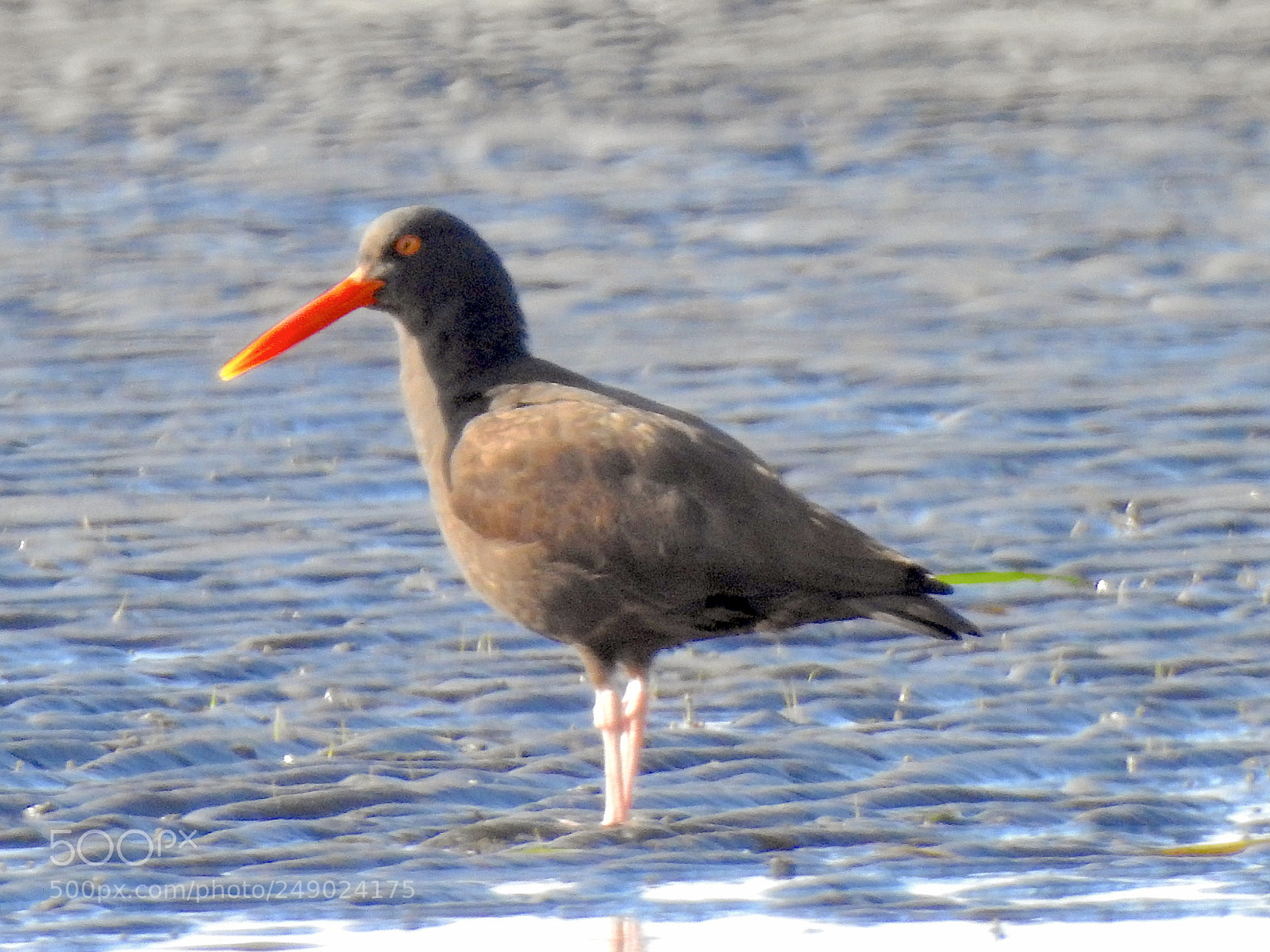 Nikon Coolpix P900 sample photo. Black oystercatcher photography