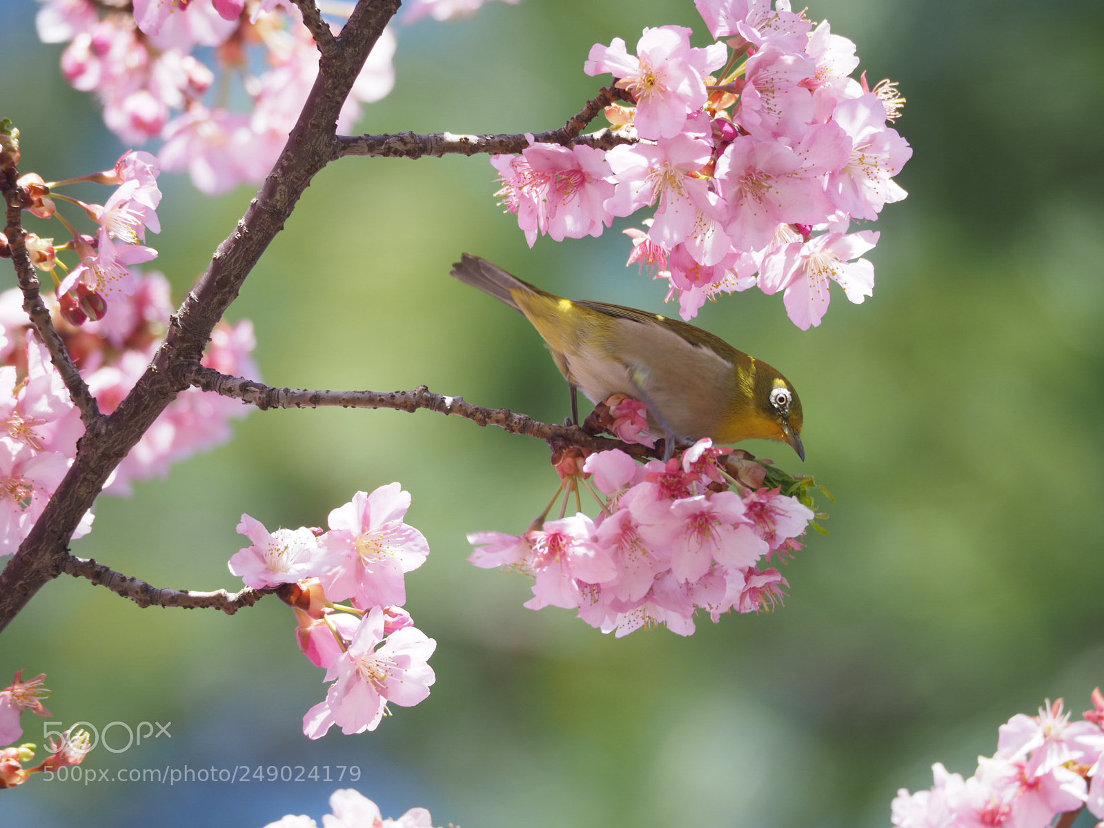 Olympus OM-D E-M1 Mark II sample photo. White eye photography