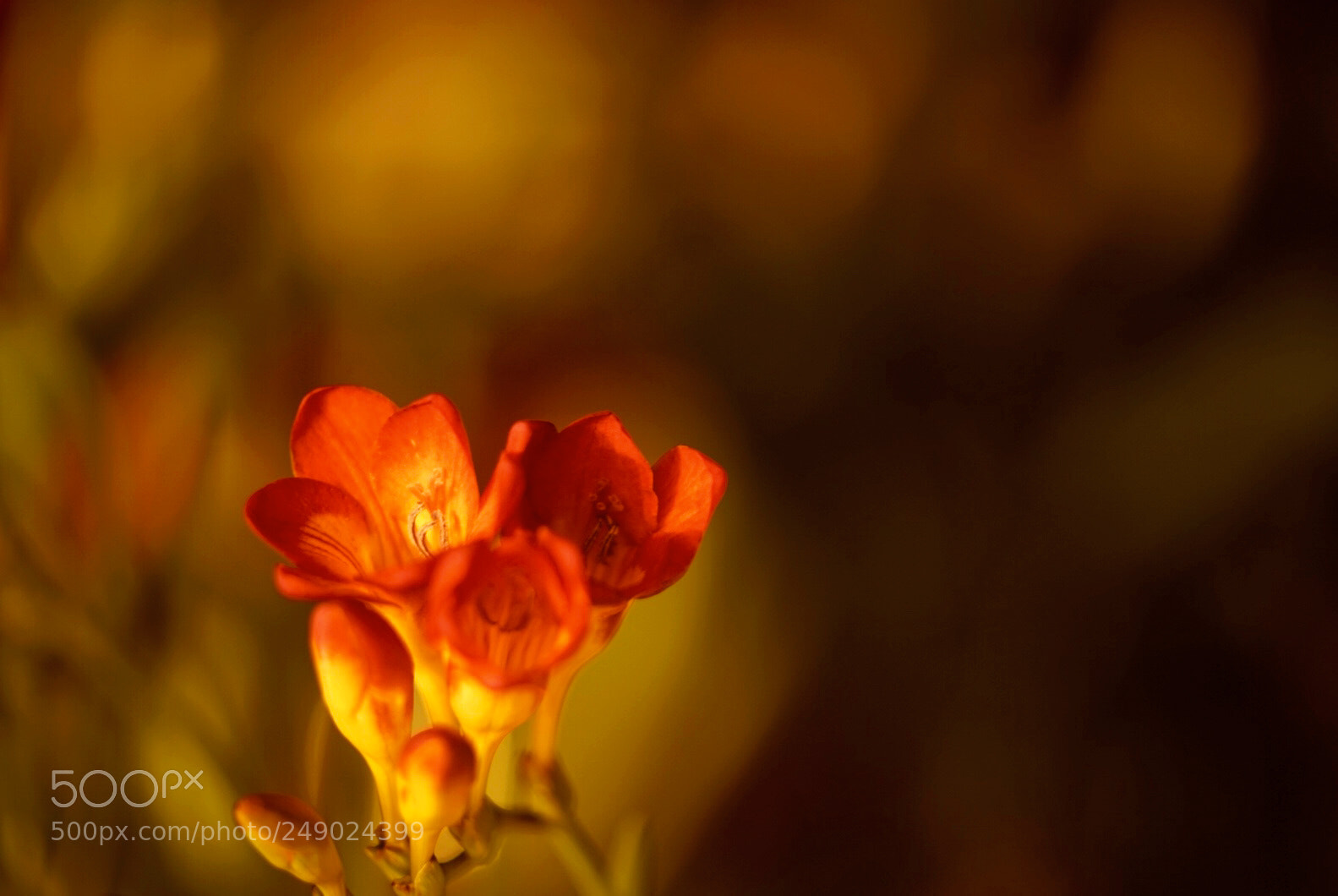 Sony a7R II sample photo. Flowers photography