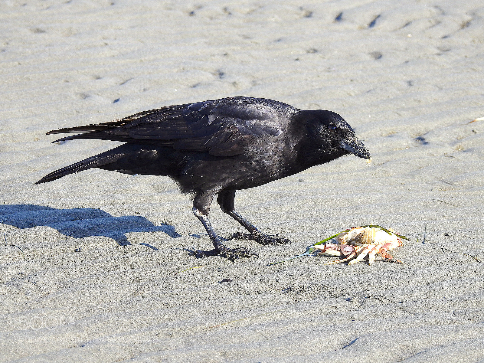 Nikon Coolpix P900 sample photo. Crab crow photography