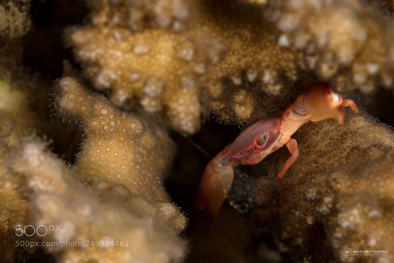 Canon EOS 5DS R sample photo. Anilao, batangas, philippines photography