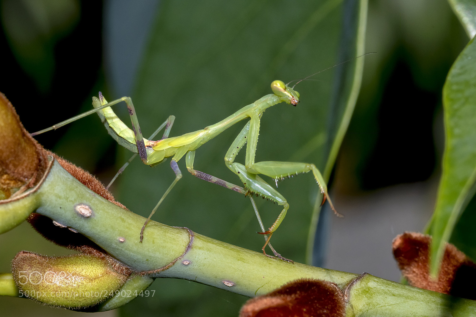 Canon EOS 7D Mark II sample photo. Praying mantis photography