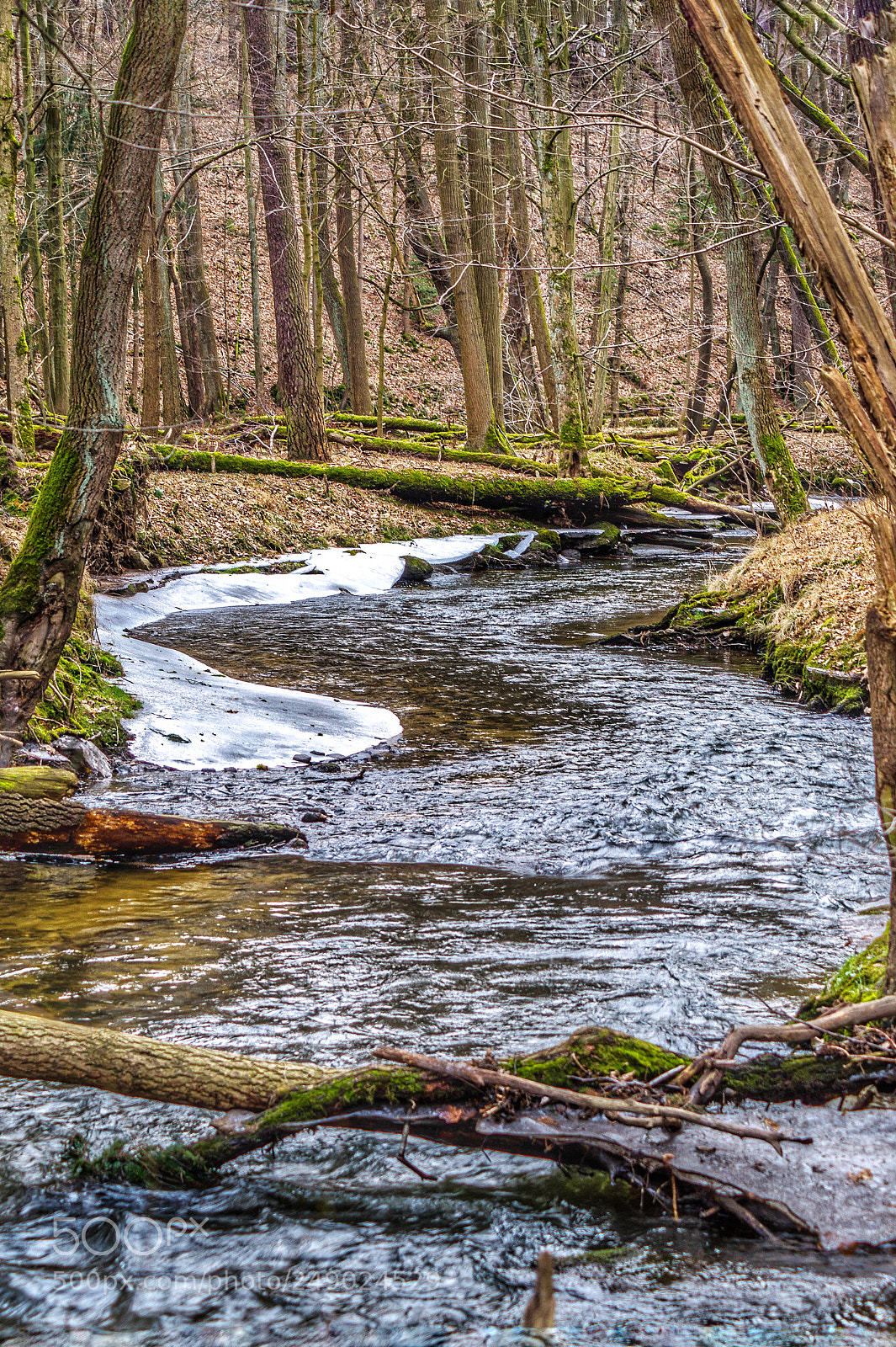 Sony SLT-A58 sample photo. Am bach photography