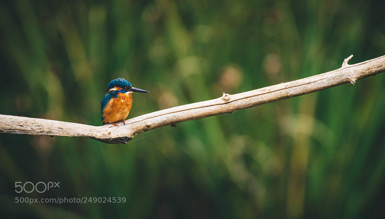 Nikon D800 sample photo. Kingfisher photography