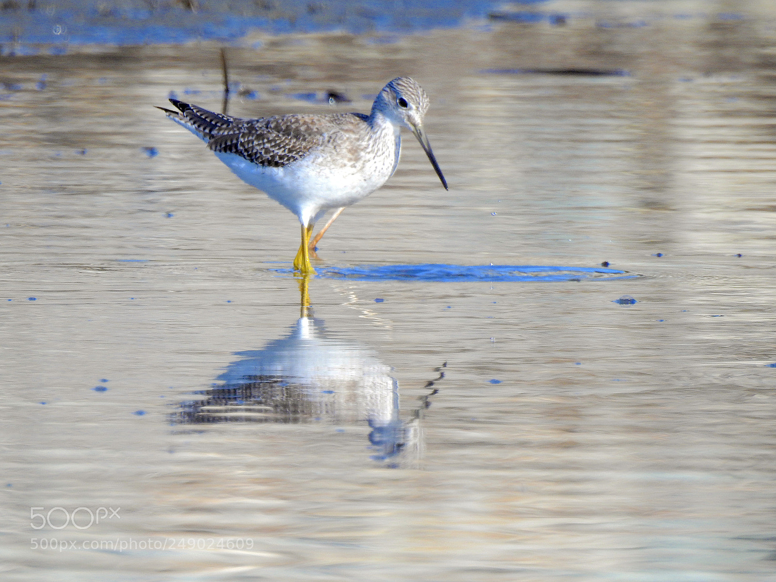 Nikon Coolpix P900 sample photo. Greater yellowlegs photography