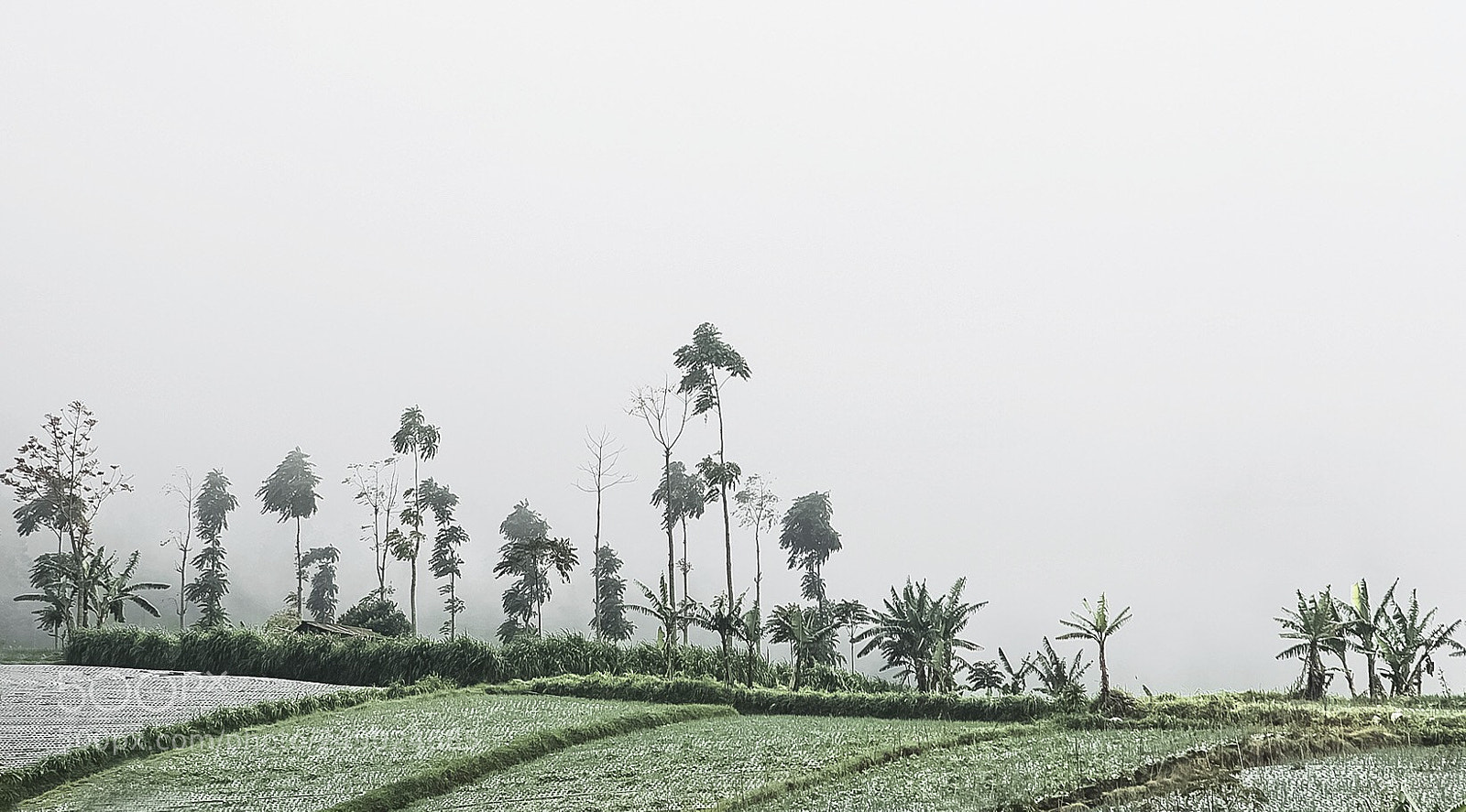 Canon EOS 5D Mark IV sample photo. Trees, fields and fog photography