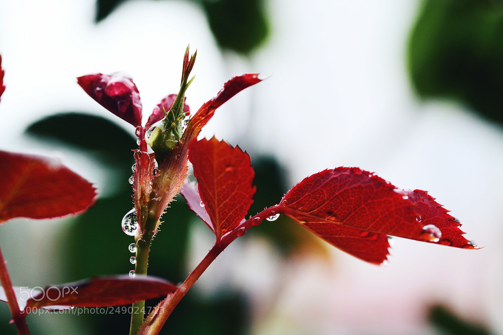 Nikon D7100 sample photo. Untitled photography