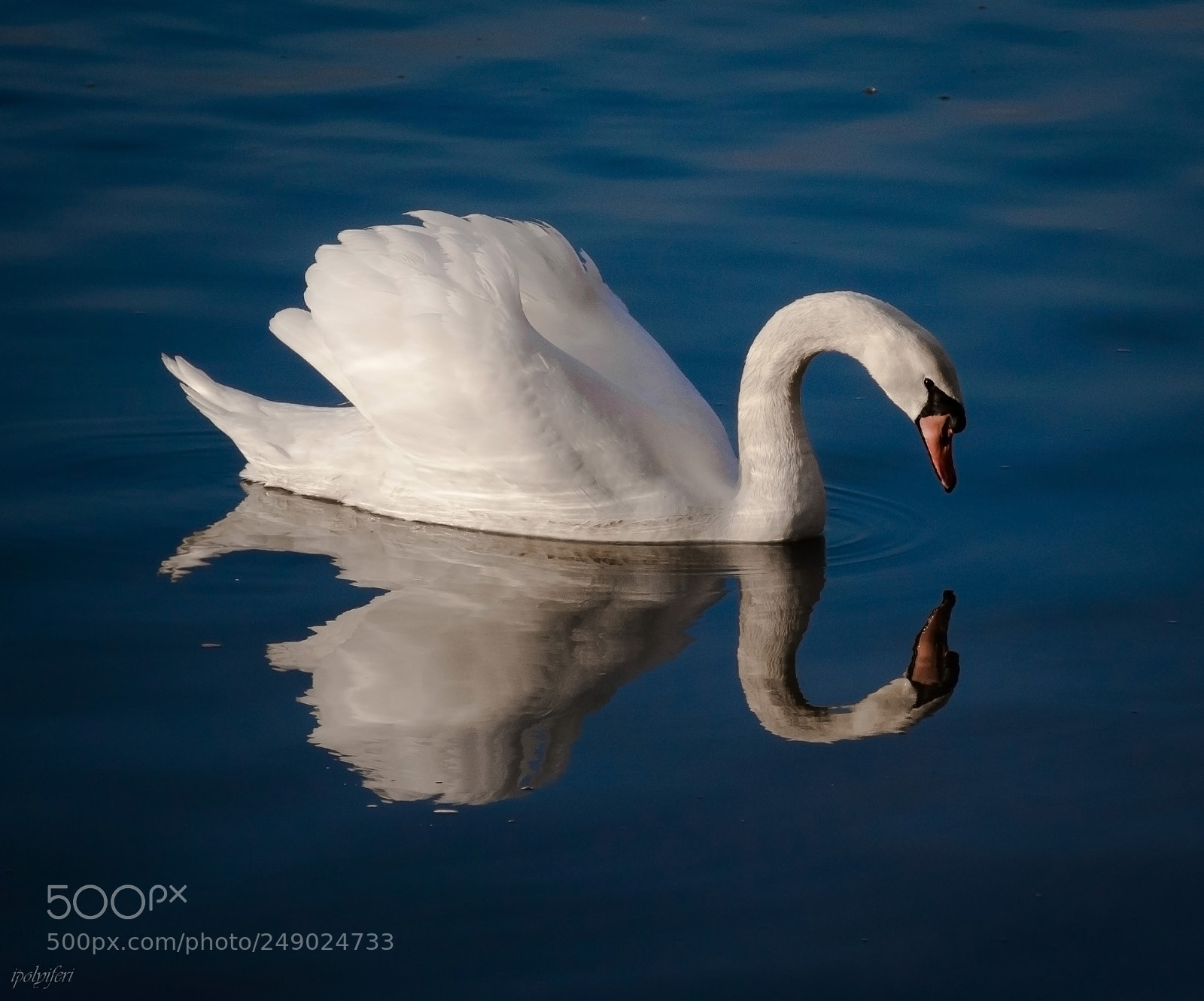 Nikon D5300 sample photo. Swan photography
