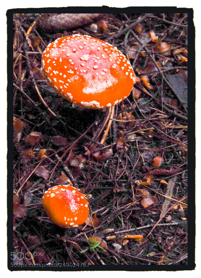 Nikon D5500 sample photo. Orange with dots photography