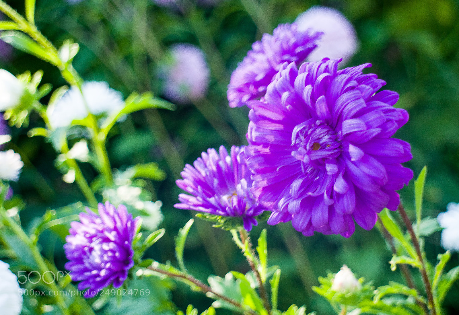 Canon EOS M sample photo. Untitled photography