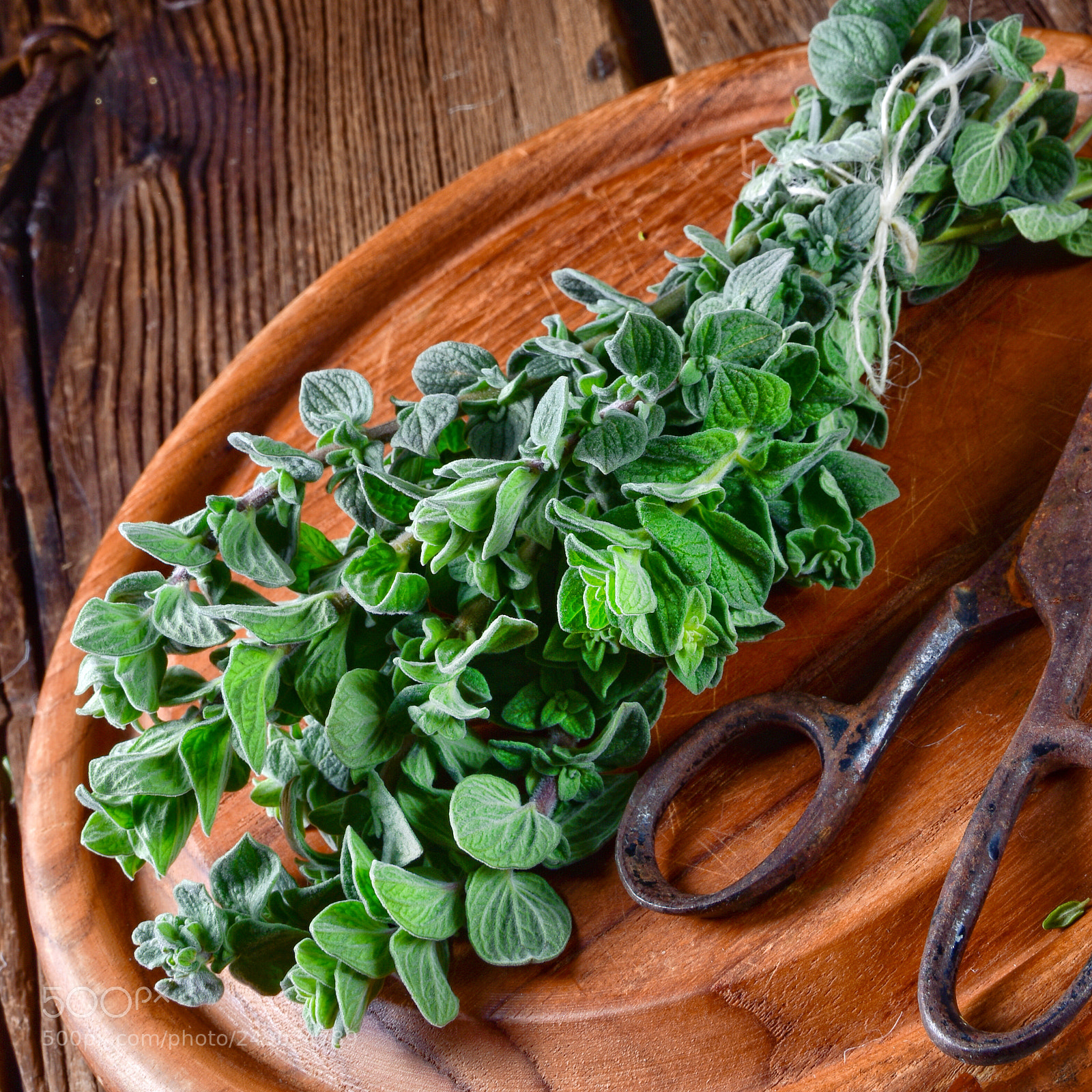 Nikon D810 sample photo. Aromatische oregano (origanum vulgare) photography