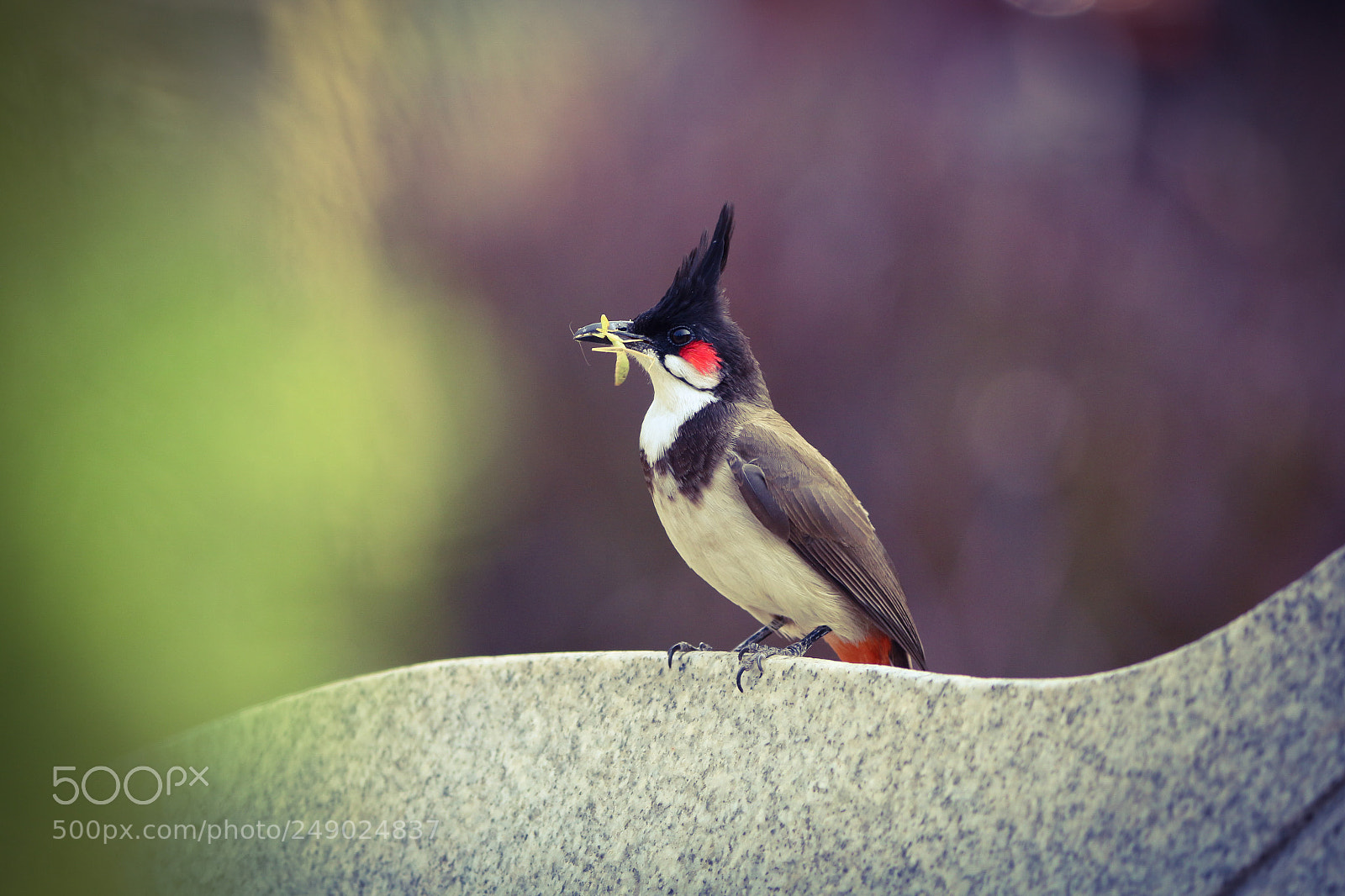 Canon EOS 700D (EOS Rebel T5i / EOS Kiss X7i) sample photo. Red-whiskered bulbul photography